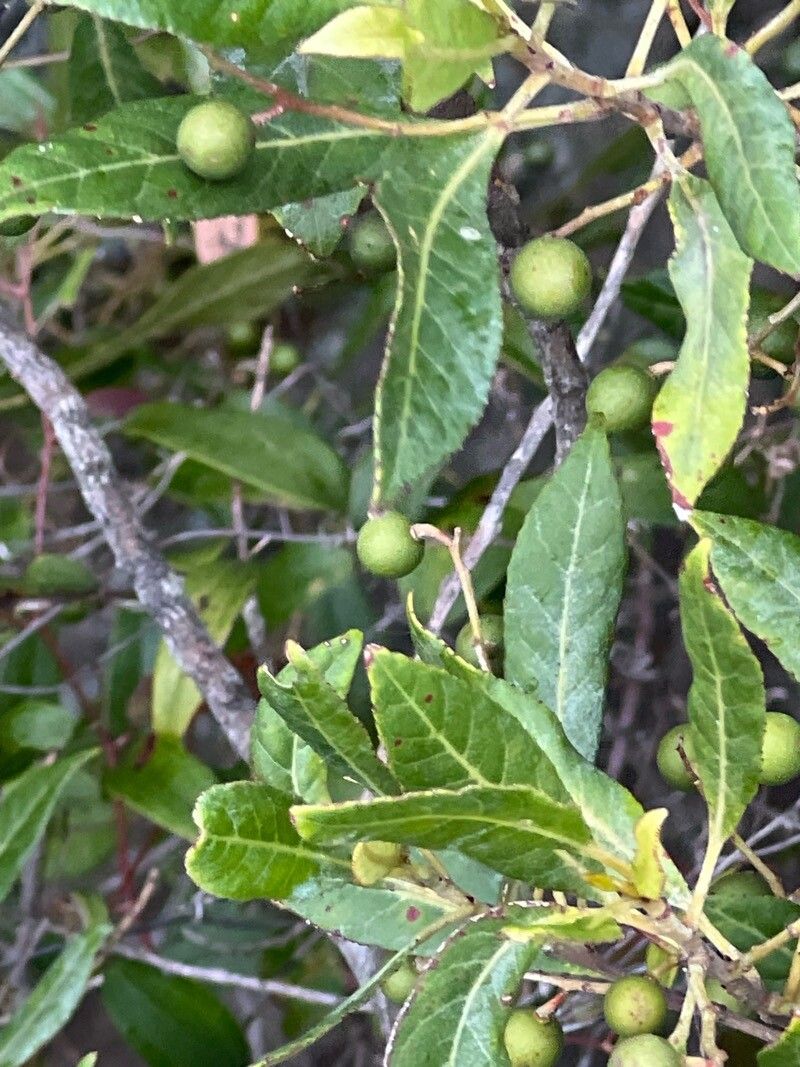 Elaeocarpus reticulatus (Blueberry ash) (alternate view 12)