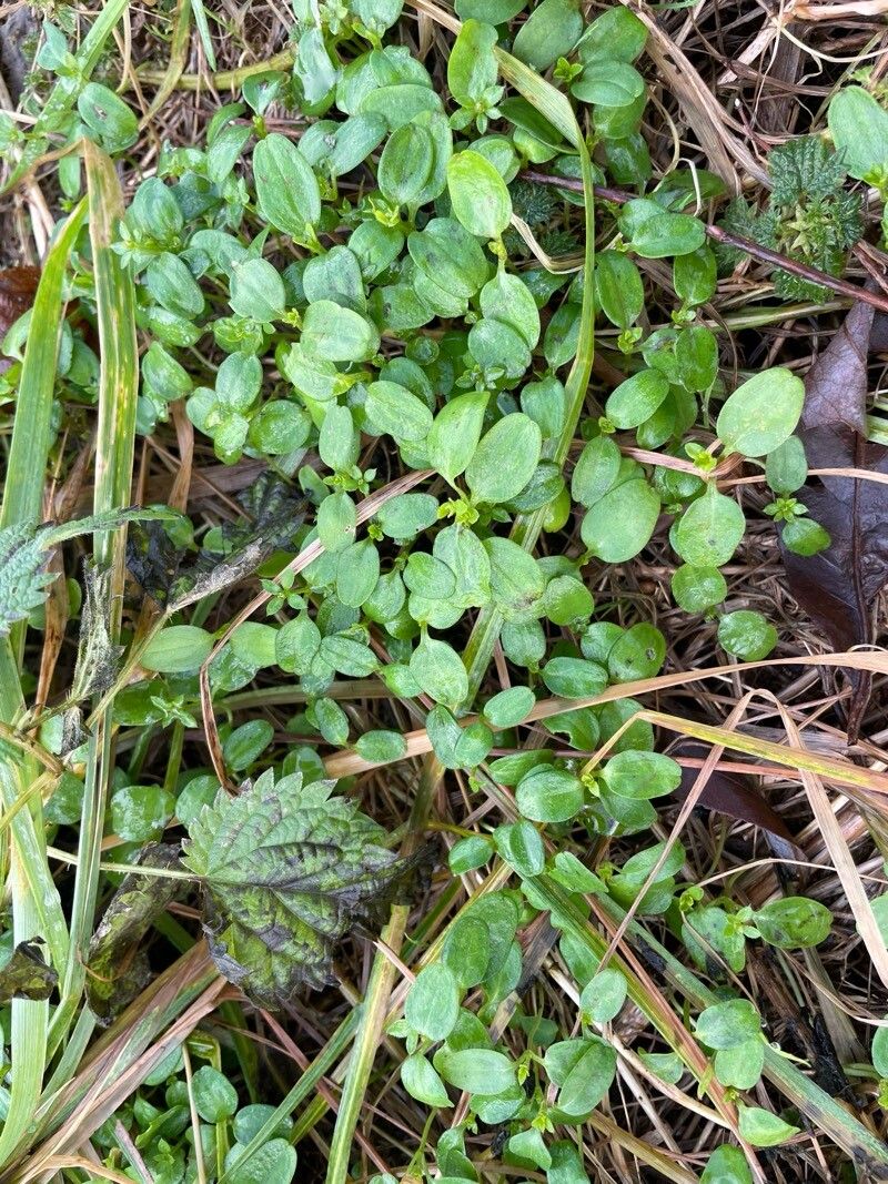 Callitriche stagnalis (Pond water-starwort) (alternate view 10)