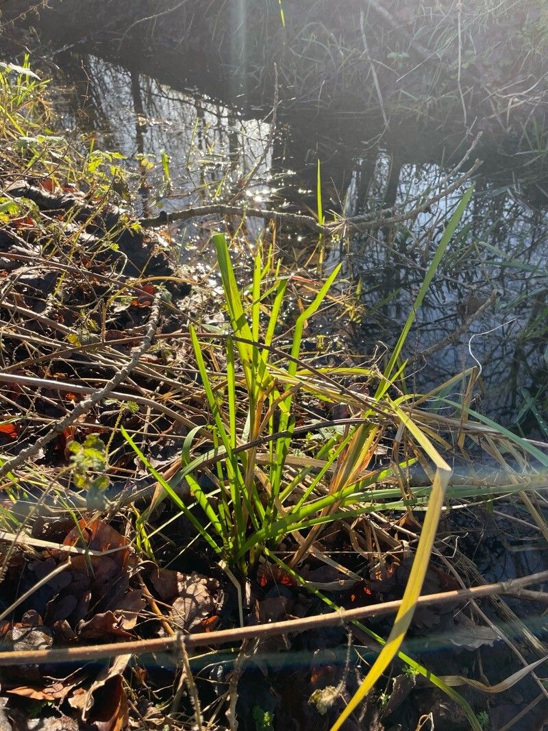 Sparganium erectum (Branched Bur-reed) (alternate view 11)