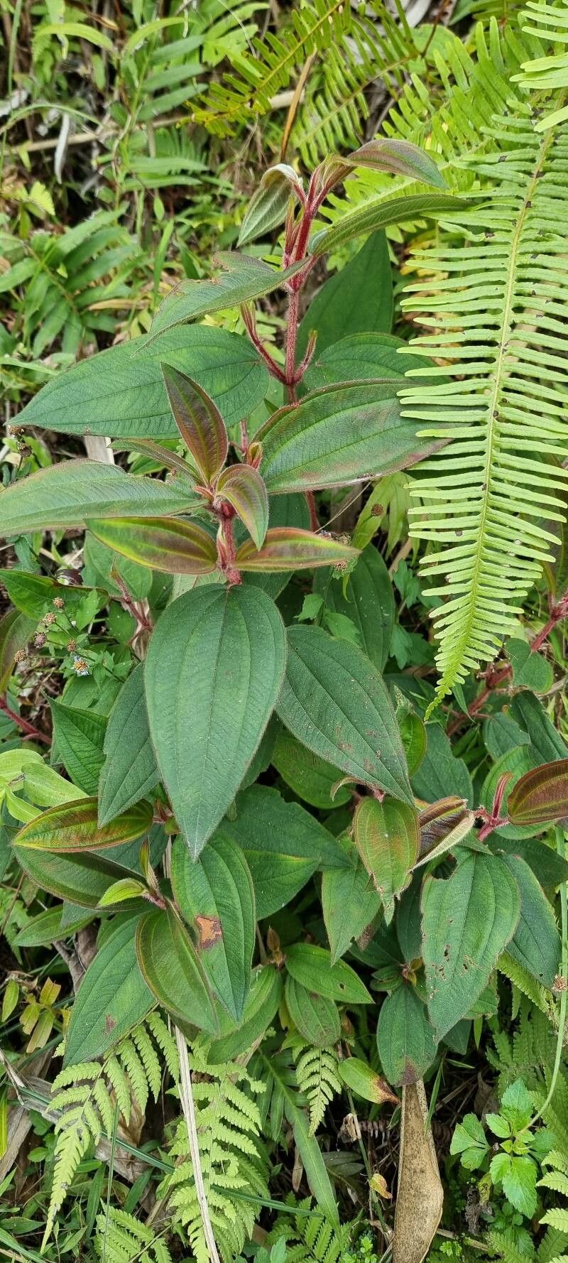 Melastoma (melastomes) (alternate view 2)