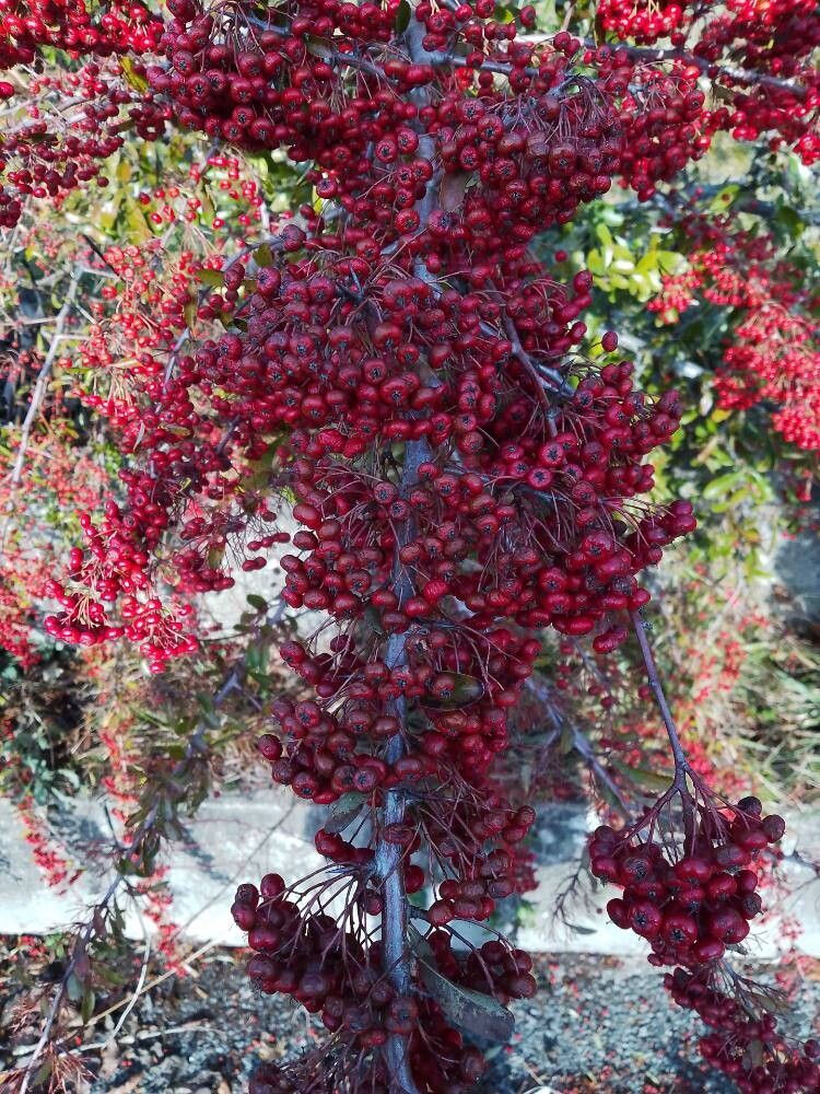 Pyracantha coccinea (Scarlet Firethorn) (alternate view 2)
