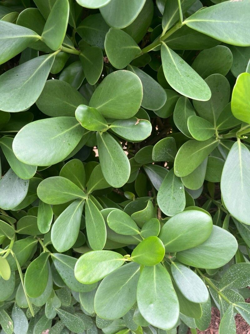 Clusia rosea (Autograph Tree) (alternate view 13)