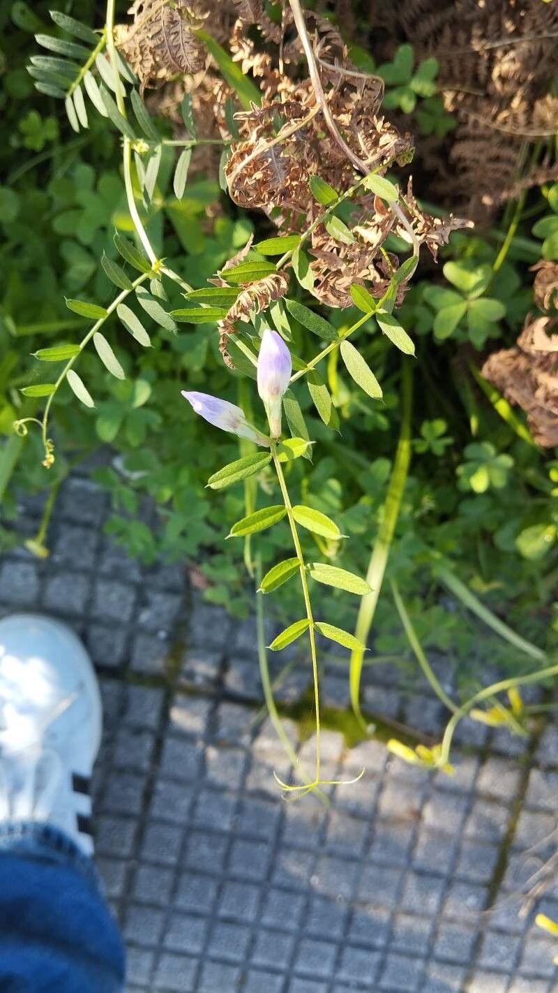 Vicia tetrasperma (Lentil Vetch) (alternate view 15)