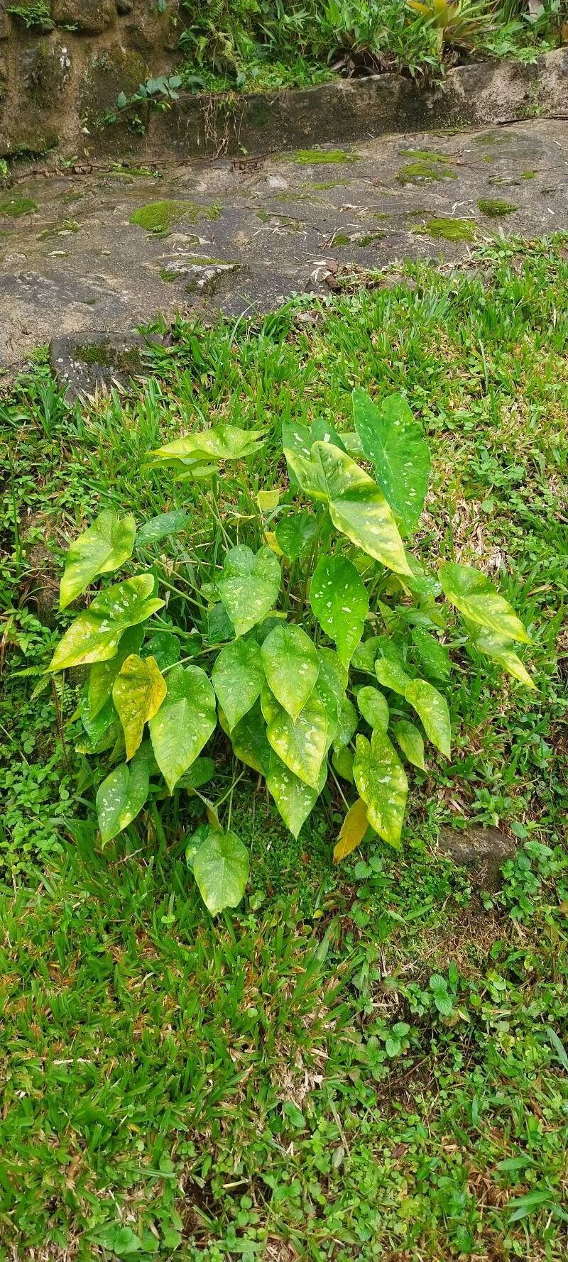 Caladium (Caladium) (alternate view 3)