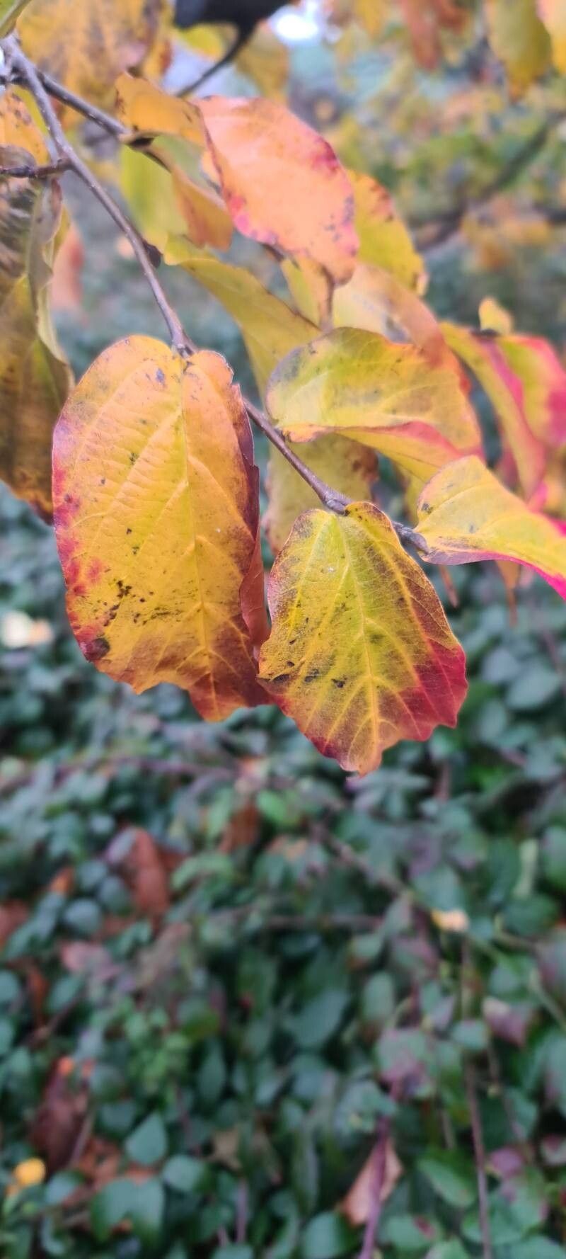 Parrotia persica (Persian parrotia, ironwood) (alternate view 2)