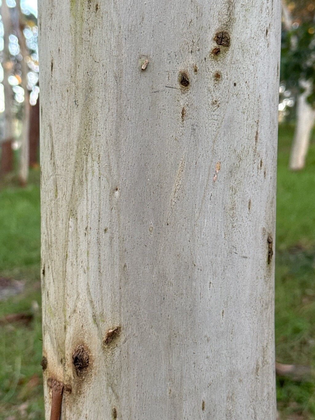 Corymbia variegata (Northern Spotted Gum) (alternate view 9)