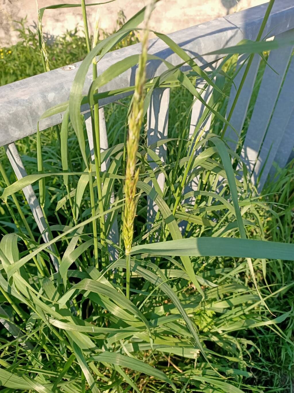 Arrhenatherum elatius (tall oat grass) (alternate view 11)