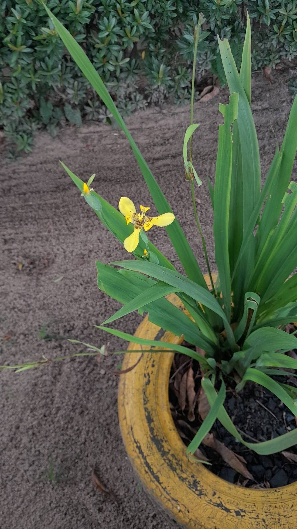 Trimezia (Walking Irises) (alternate view 4)