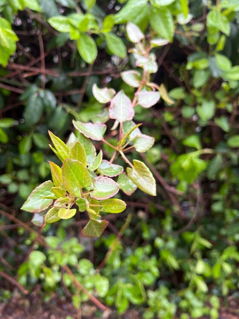 Fallopia baldschuanica (Bukhara Fleeceflower) (alternate view 12)