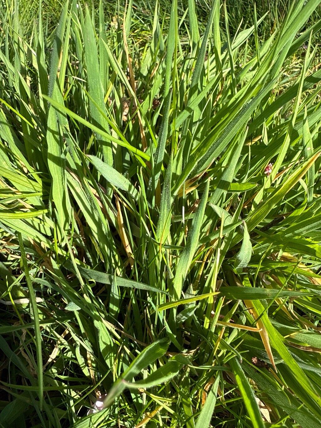 Briza media (Quaking-grass) (alternate view 11)