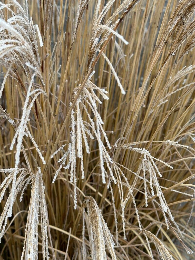 Miscanthus sinensis (Miscanthus) (alternate view 8)