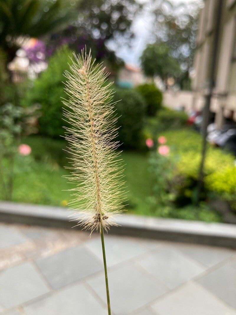 Setaria pumila (yellow foxtail) (alternate view 14)