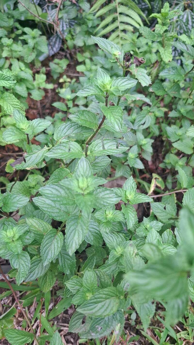 Mentha × piperita (Peppermint) (alternate view 14)