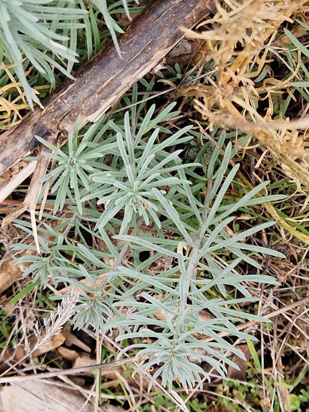 Linaria repens (Pale Toadflax) (alternate view 12)