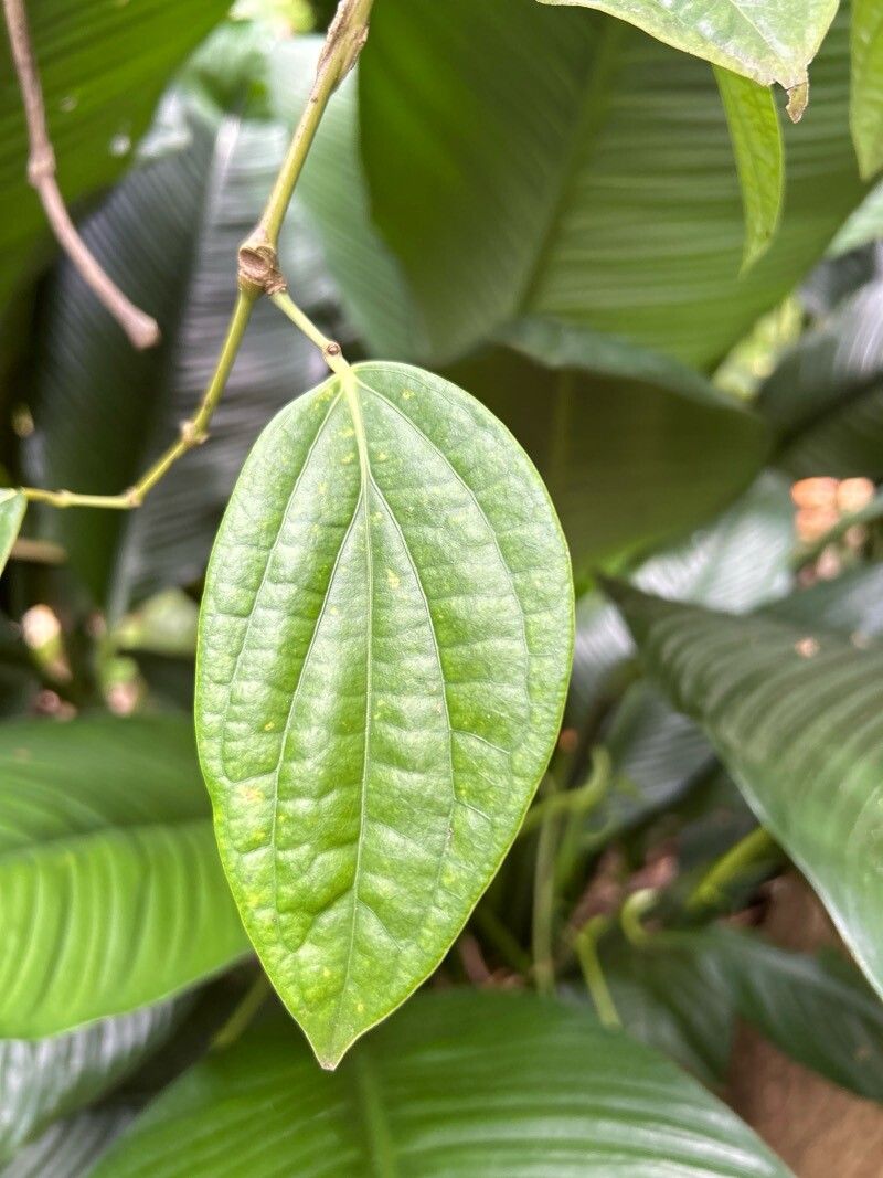 Piper nigrum (Black Pepper Plant) (alternate view 13)