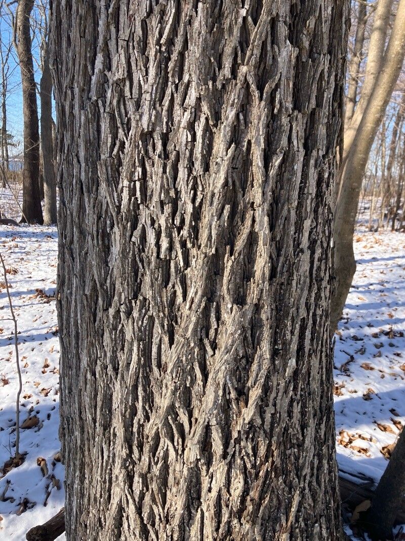 Carya glabra (pignut hickory) (alternate view 13)
