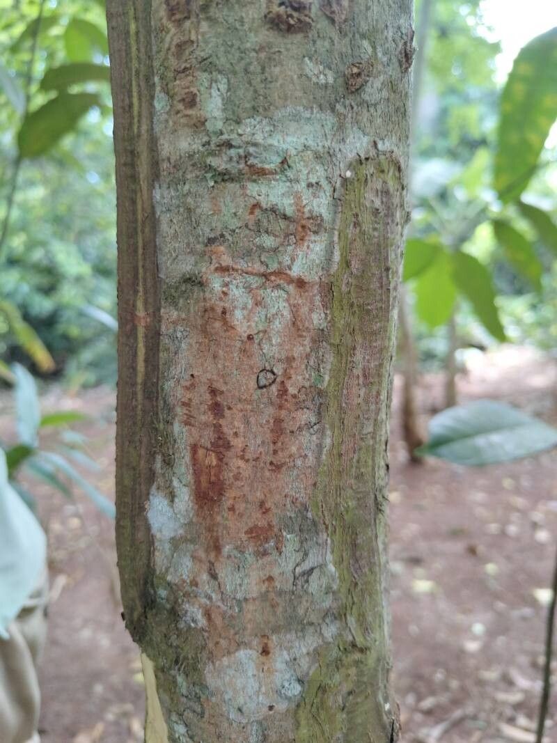 Cinnamomum verum (True Cinnamon) (alternate view 13)