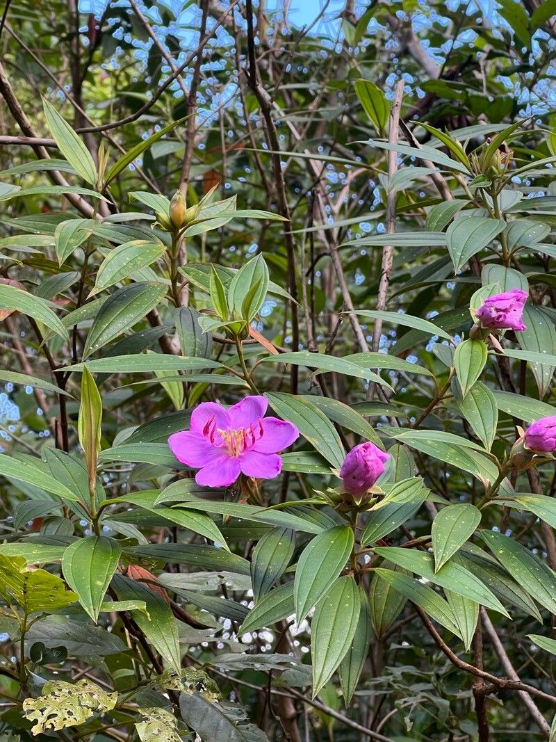 Melastoma (melastomes)