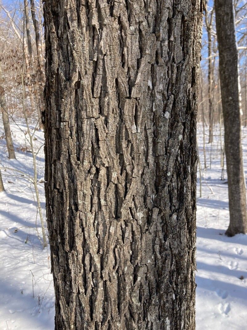 Carya glabra (pignut hickory) (alternate view 11)