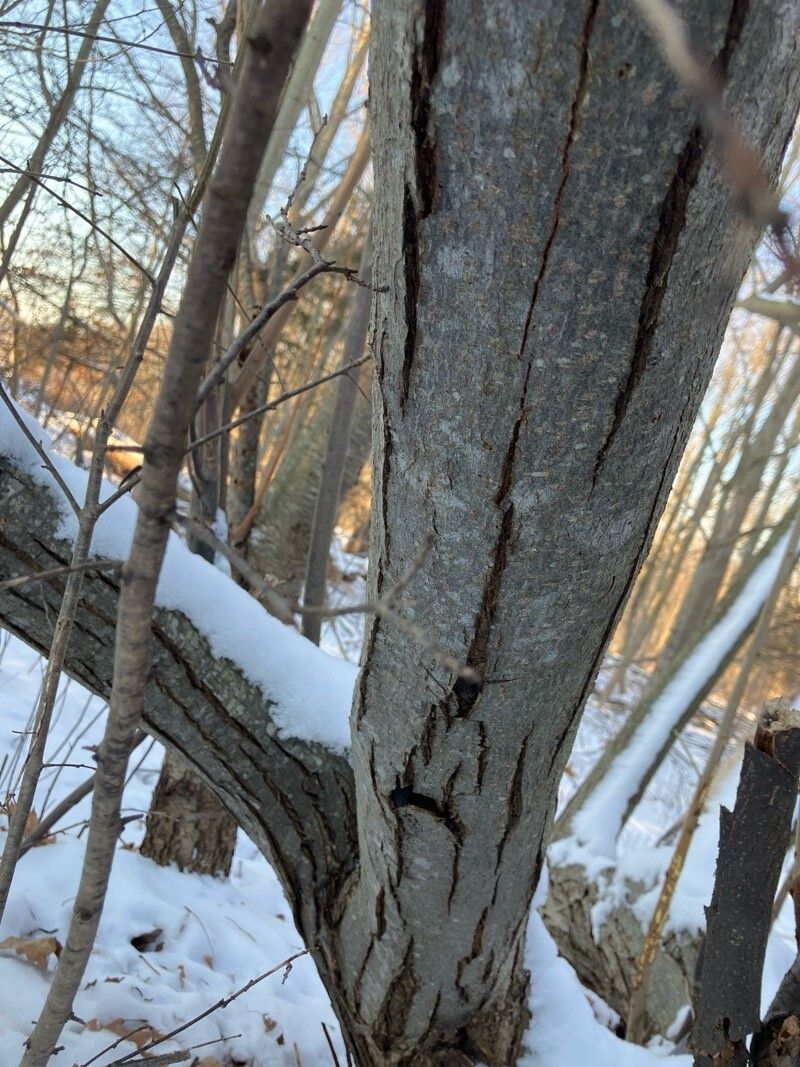Castanea dentata (American chestnut) (alternate view 11)