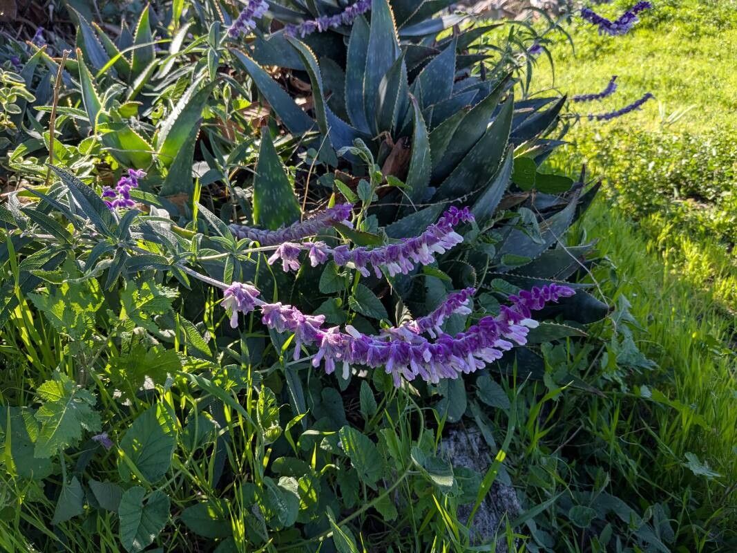 Salvia leucantha (Mexican Bush Sage) (alternate view 8)