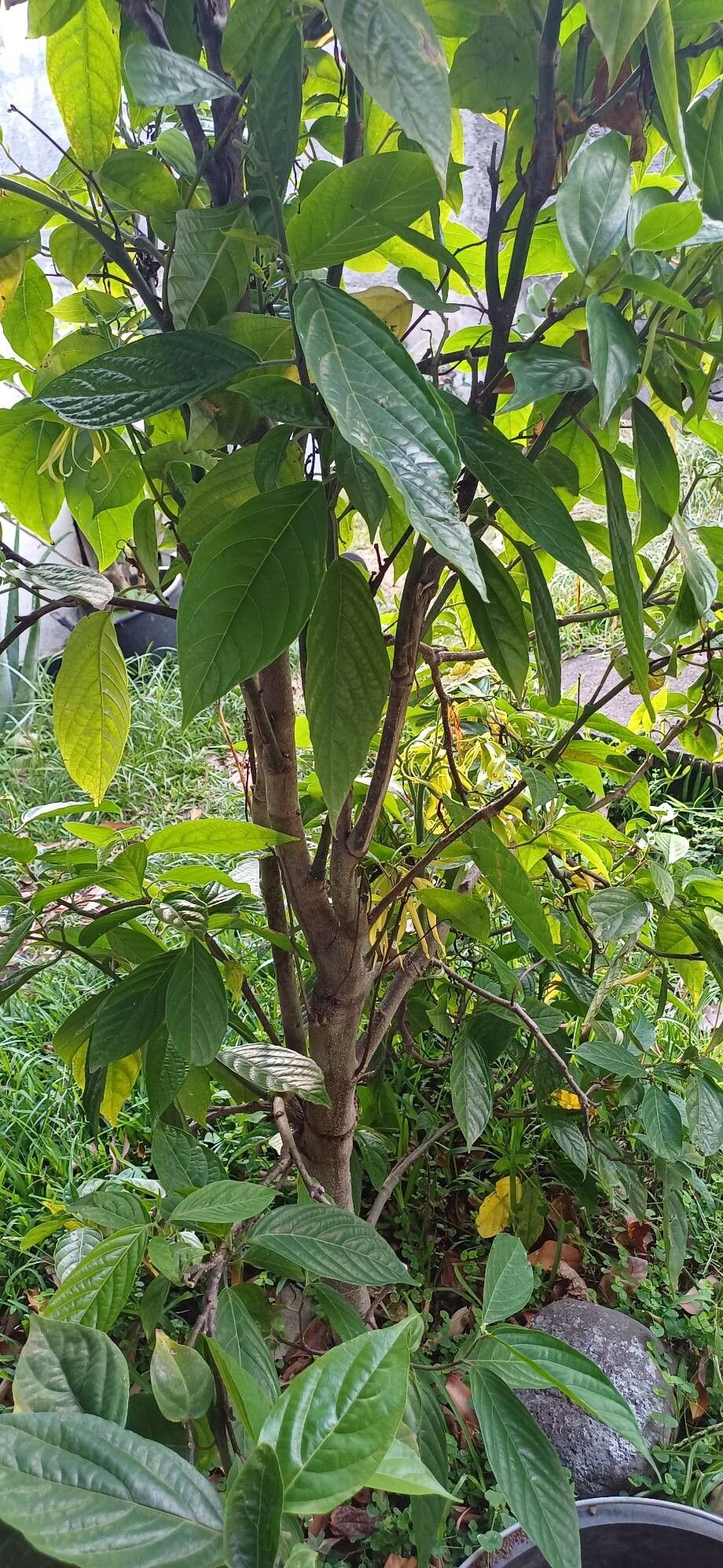 Cananga odorata (Ylang-Ylang) (alternate view 12)