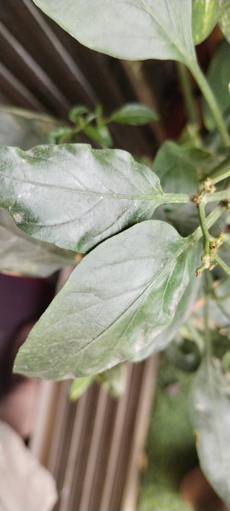 Capsicum (peppers) (alternate view 2)
