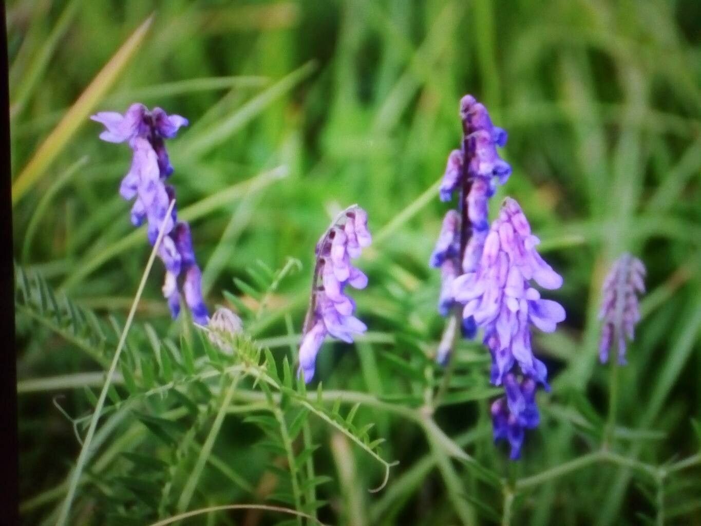 Vicia cracca (tufted vetch) (alternate view 13)