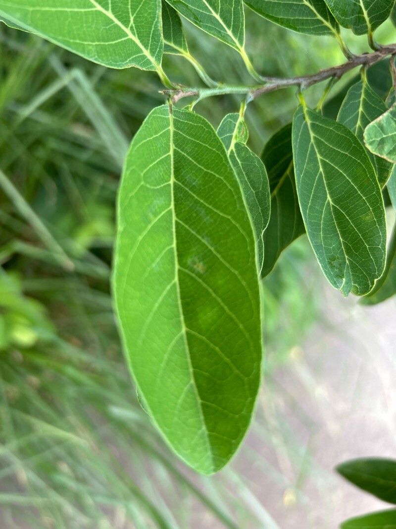 Annona squamosa (Sugar Apple) (alternate view 9)