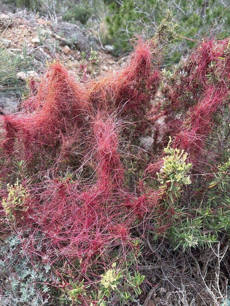 Cuscuta epithymum (Clover Dodder) (alternate view 13)