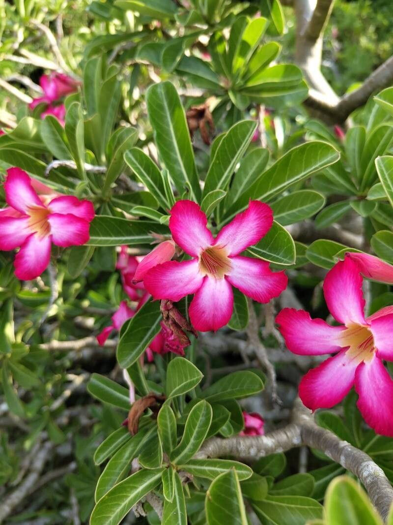 Adenium