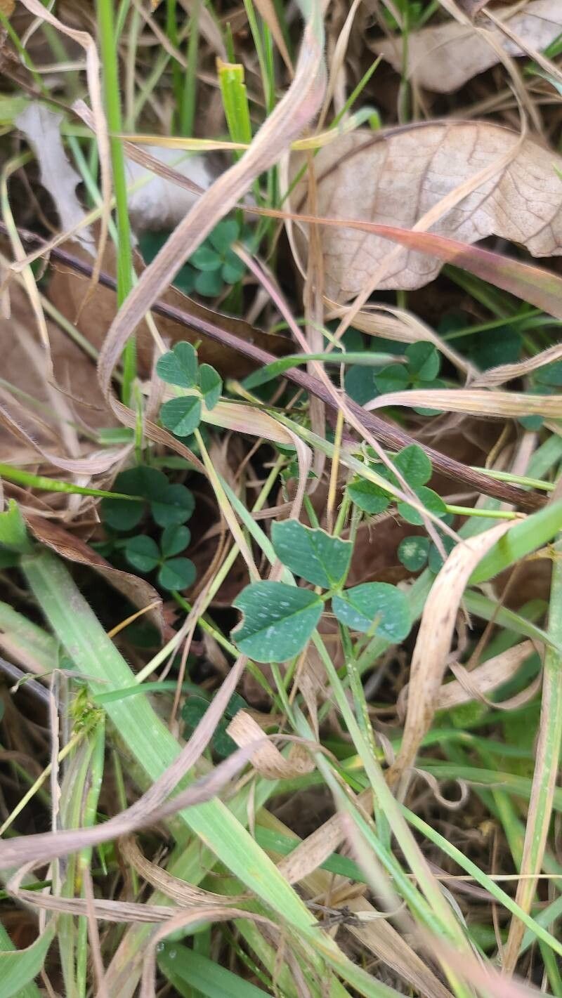 Trifolium fragiferum (Strawberry clover) (alternate view 12)