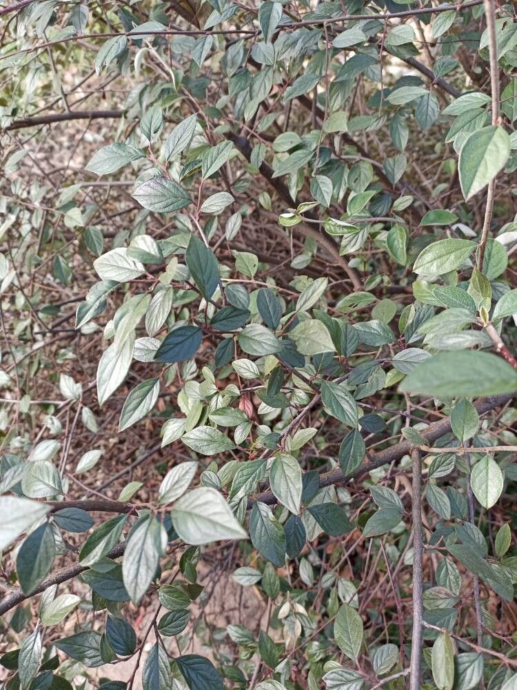 Cotoneaster franchetii (Franchet cotoneaster) (alternate view 2)