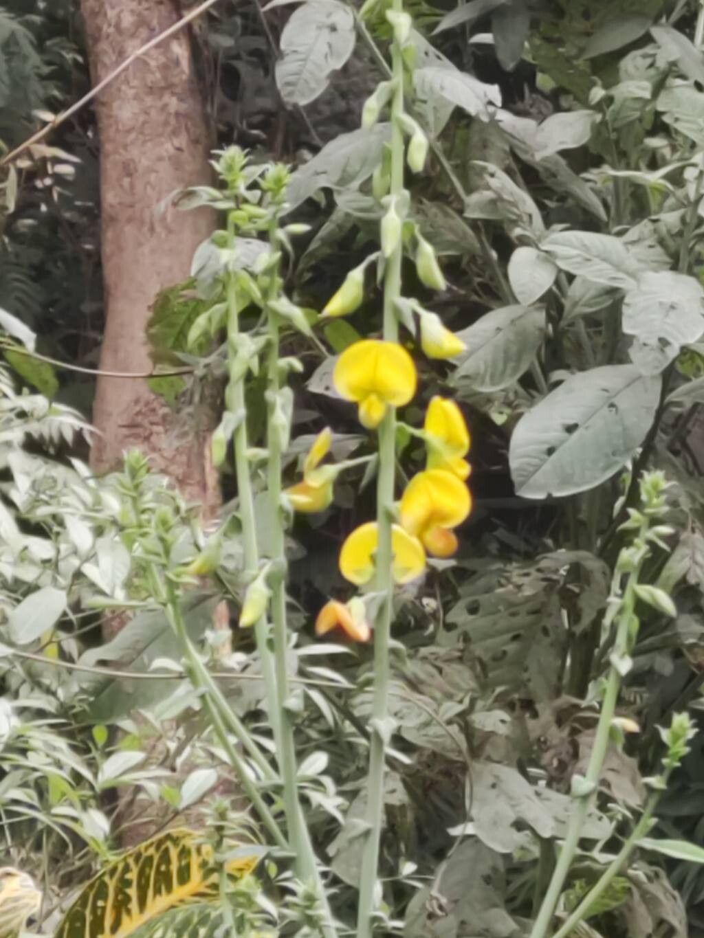 Crotalaria spectabilis (Showy Rattlebox) (alternate view 2)