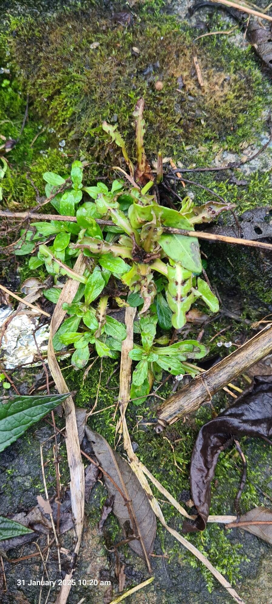 Epilobium tetragonum (Square-stemmed Willowherb) (alternate view 14)