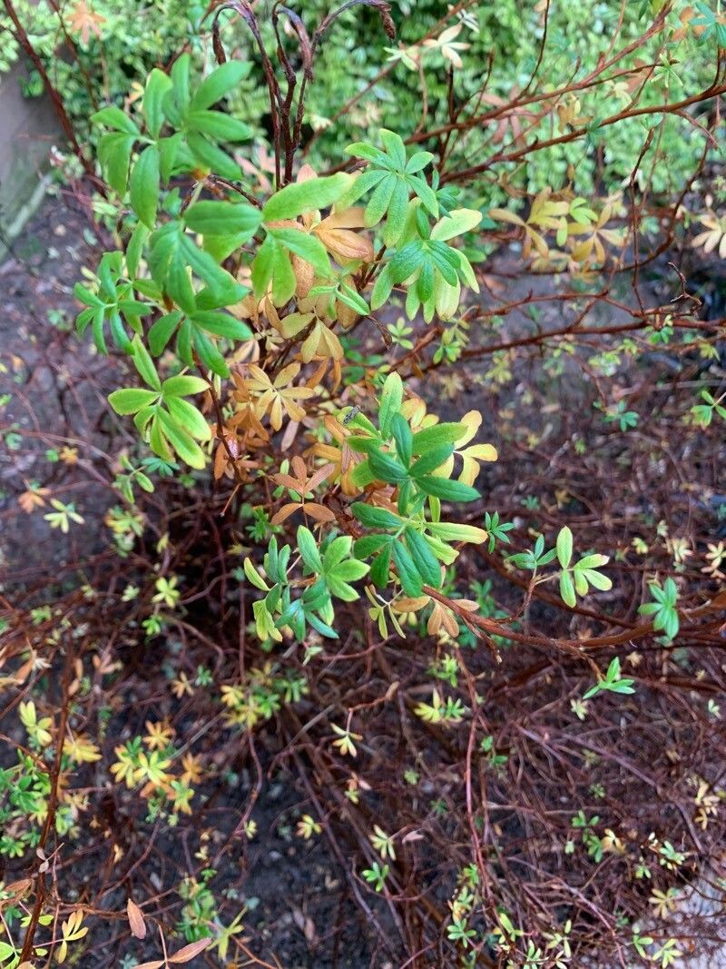 Potentilla fruticosa (Shrubby Cinquefoil) (alternate view 2)