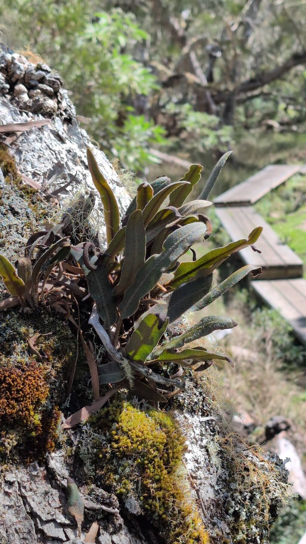 Elaphoglossum (tongueferns) (alternate view 3)