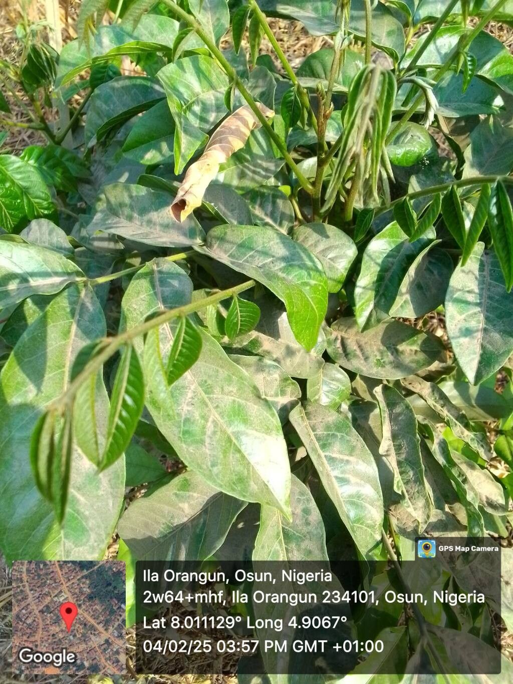 Inga edulis (Ice Cream Bean) (alternate view 9)