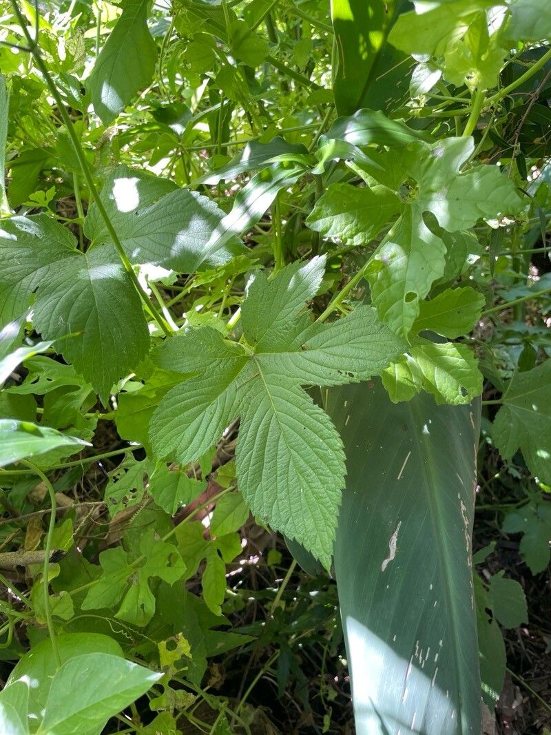 Humulus scandens (Japanese Hops) (alternate view 10)