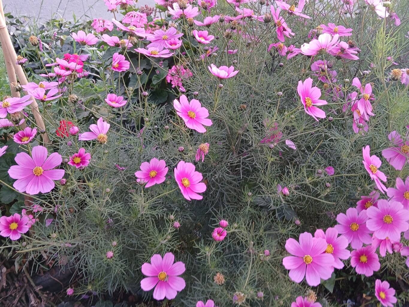 Cosmos bipinnatus (cosmos) (alternate view 3)