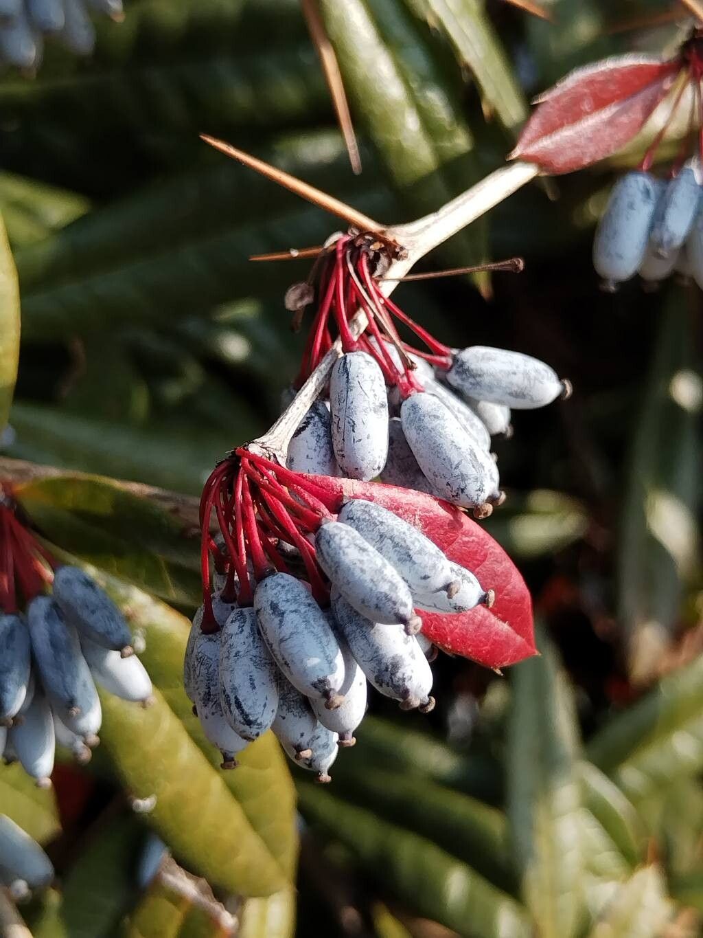 Berberis julianae (Wintergreen barberry) (alternate view 4)