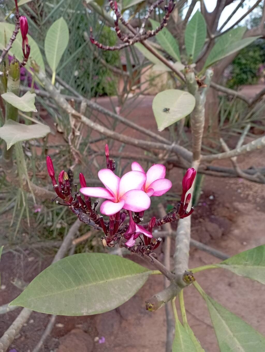 Plumeria rubra (Plumeria) (alternate view 10)