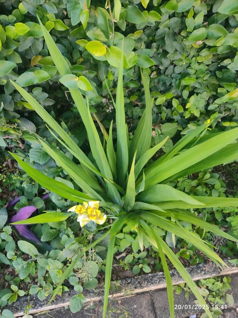 Trimezia (Walking Irises) (alternate view 2)
