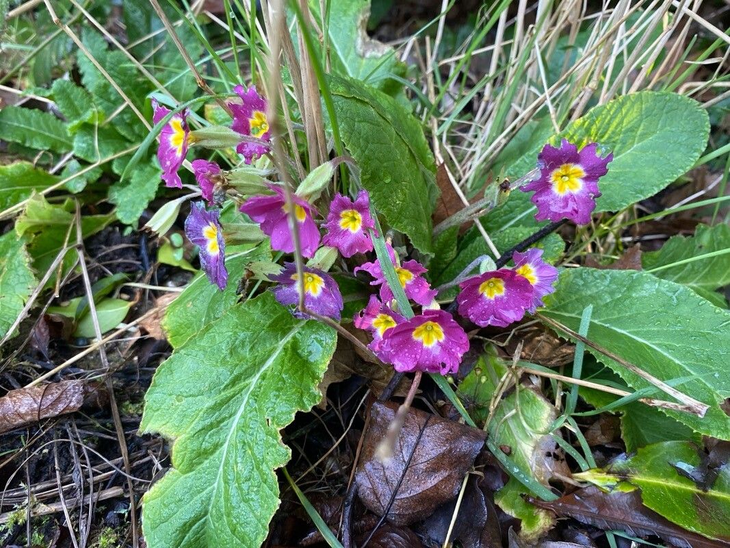 Primula (polyanthus) (alternate view 12)