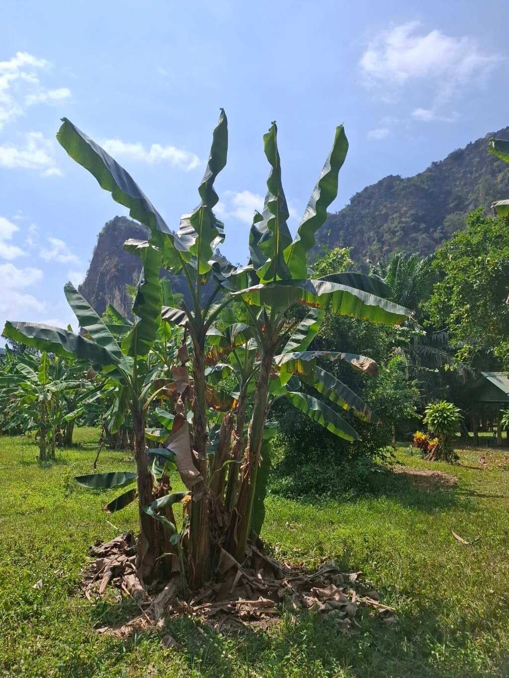 Musa × paradisiaca (Plantain) (alternate view 5)