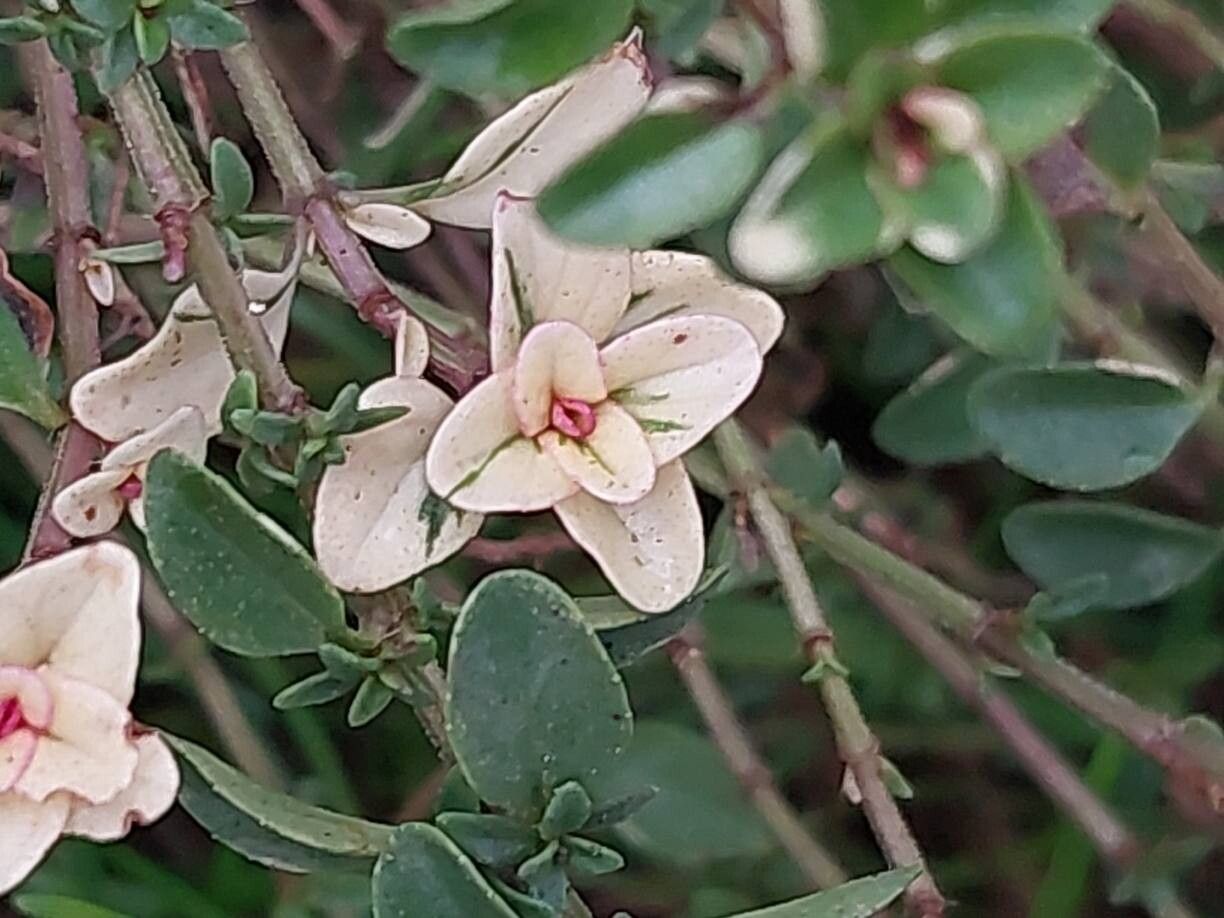 Thymus × citriodorus (Lemon Thyme) (alternate view 2)