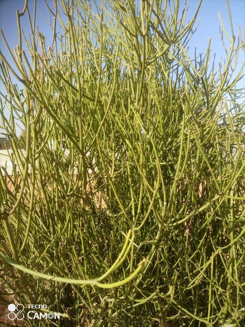 Euphorbia tirucalli (Fire Stick)