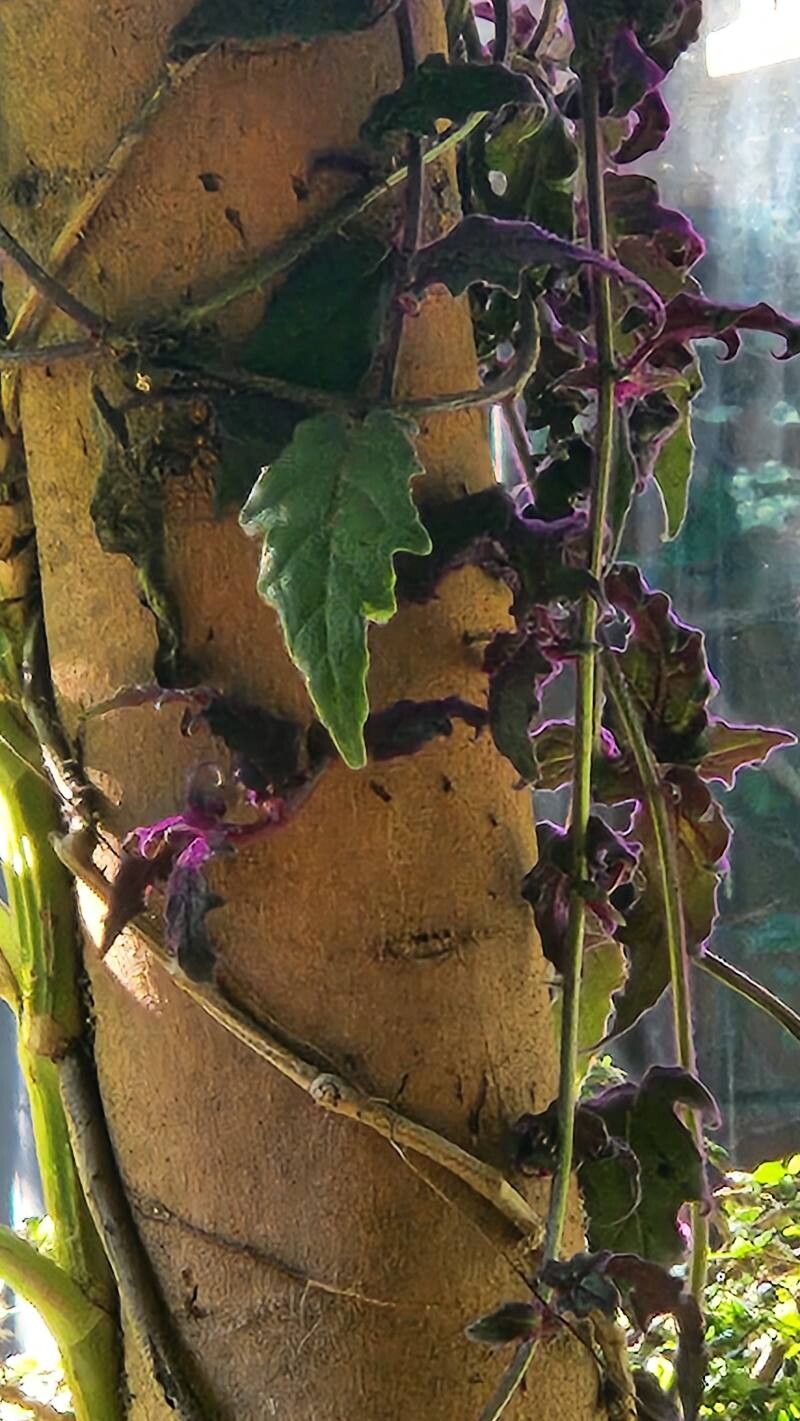 Gynura aurantiaca (Purple Passion Plant) (alternate view 3)
