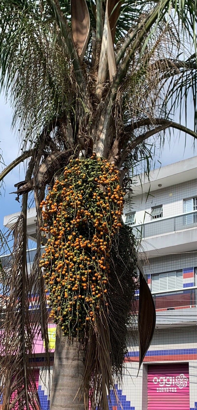 Syagrus romanzoffiana (Queen Palm) (alternate view 6)