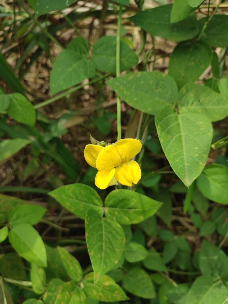 Vigna luteola (Wild Cowpea) (alternate view 12)